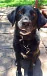 Don’t Forget Fido: Esta…